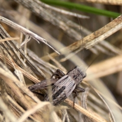 Bobilla sp. (genus) at Casey, ACT - 23 Mar 2024