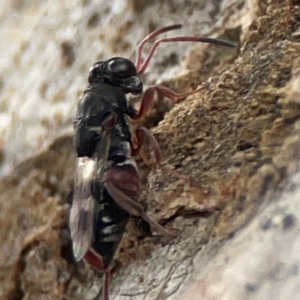 Chalcididae (family) at Casey, ACT - 23 Mar 2024 03:25 PM