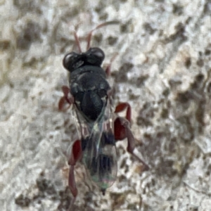 Chalcididae (family) at Casey, ACT - 23 Mar 2024 03:25 PM