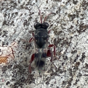 Chalcididae (family) at Casey, ACT - 23 Mar 2024