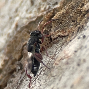 Chalcididae (family) at Casey, ACT - 23 Mar 2024 03:25 PM