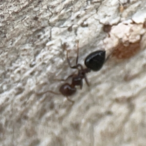 Crematogaster sp. (genus) at Casey, ACT - 23 Mar 2024