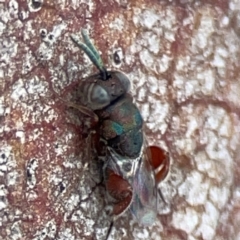 Chalcididae (family) at Casey, ACT - 23 Mar 2024