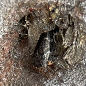 Eurymelinae (subfamily) at Casey, ACT - 23 Mar 2024