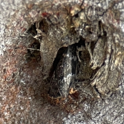 Eurymelinae (subfamily) (Unidentified eurymeline leafhopper) at Casey, ACT - 23 Mar 2024 by Hejor1