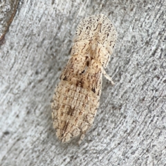 Ledromorpha planirostris (A leafhopper) at Casey, ACT - 23 Mar 2024 by Hejor1