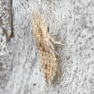 Ledromorpha planirostris at Casey, ACT - 23 Mar 2024