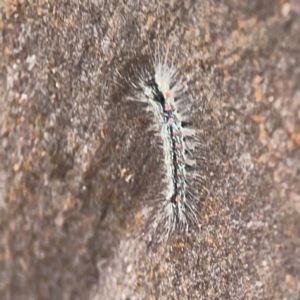 Anestia (genus) at Casey, ACT - 23 Mar 2024