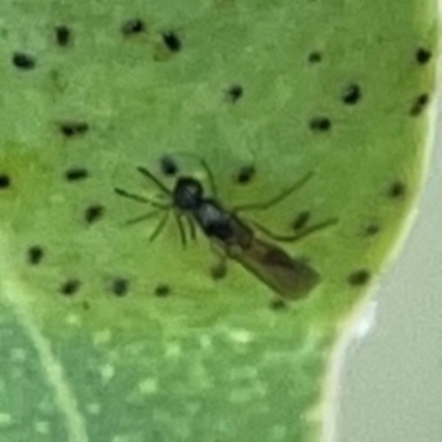 Unidentified Crane fly, midge, mosquito or gnat (several families) at Casey, ACT - 23 Mar 2024 by Hejor1