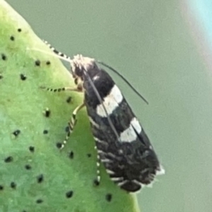 Glyphipterix chrysoplanetis at Casey, ACT - 23 Mar 2024