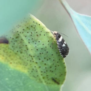 Glyphipterix chrysoplanetis at Casey, ACT - 23 Mar 2024