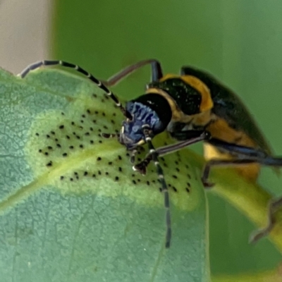 Chauliognathus lugubris (Plague Soldier Beetle) at Casey, ACT - 23 Mar 2024 by Hejor1