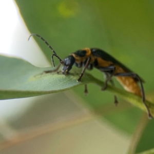 Chauliognathus lugubris at Casey, ACT - 23 Mar 2024