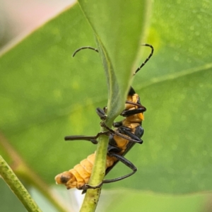 Chauliognathus lugubris at Casey, ACT - 23 Mar 2024