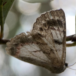 Crypsiphona ocultaria at Casey, ACT - 23 Mar 2024 03:11 PM