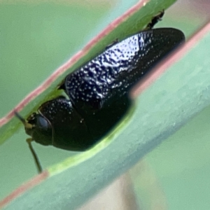 Paropsisterna sp. (genus) at Casey, ACT - 23 Mar 2024