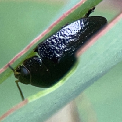 Paropsisterna sp. (genus) (A leaf beetle) at Casey, ACT - 23 Mar 2024 by Hejor1