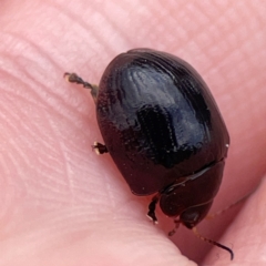 Paropsisterna sp. (genus) at Casey, ACT - 23 Mar 2024