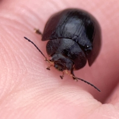 Paropsisterna sp. (genus) at Casey, ACT - 23 Mar 2024