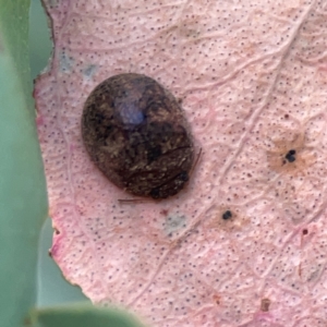 Trachymela sp. (genus) at Casey, ACT - 23 Mar 2024