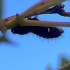 Unidentified Other beetle at Casey, ACT - 23 Mar 2024 by Hejor1