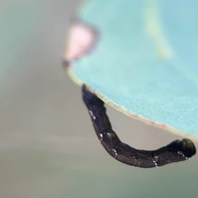 Geometridae (family) IMMATURE at Casey, ACT - 23 Mar 2024 by Hejor1