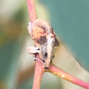 Gonipterus scutellatus at Casey, ACT - 23 Mar 2024