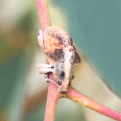 Gonipterus scutellatus at Casey, ACT - 23 Mar 2024