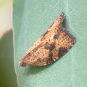 Meritastis ursina at Casey, ACT - 23 Mar 2024 03:04 PM