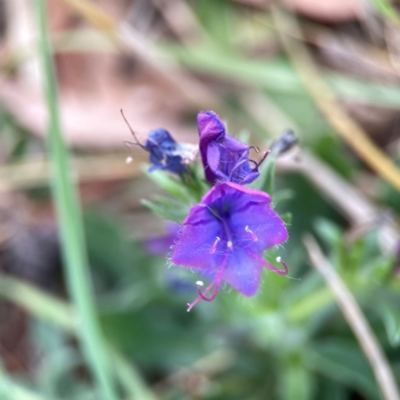 Echium plantagineum (Paterson's Curse) at Casey, ACT - 23 Mar 2024 by Hejor1