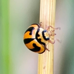 Micraspis frenata (Striped Ladybird) at Casey, ACT - 23 Mar 2024 by Hejor1