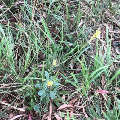 Hirschfeldia incana (Buchan Weed) at Casey, ACT - 23 Mar 2024 by Hejor1