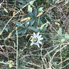 Passiflora caerulea (Blue Passionflower) at Casey, ACT - 23 Mar 2024 by Hejor1