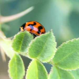 Coccinella transversalis at Casey, ACT - 23 Mar 2024 02:59 PM