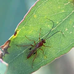 Braconidae (family) (Unidentified braconid wasp) at Casey, ACT - 23 Mar 2024 by Hejor1