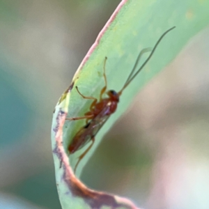 Braconidae (family) at Casey, ACT - 23 Mar 2024