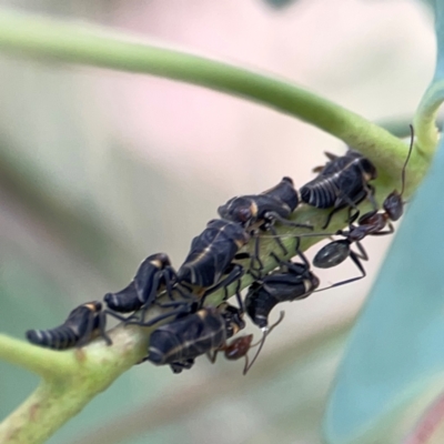 Iridomyrmex sp. (genus) (Ant) at Casey, ACT - 23 Mar 2024 by Hejor1