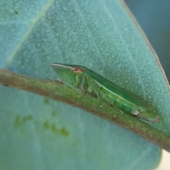 Ledrinae (subfamily) (A Flat-headed Leafhopper) at Casey, ACT - 23 Mar 2024 by Hejor1