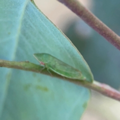 Ledrinae (subfamily) at Casey, ACT - 23 Mar 2024