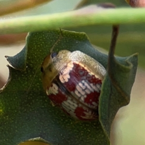 Paropsisterna laesa species complex at Casey, ACT - 23 Mar 2024