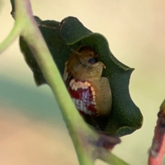 Paropsisterna laesa species complex at Casey, ACT - 23 Mar 2024