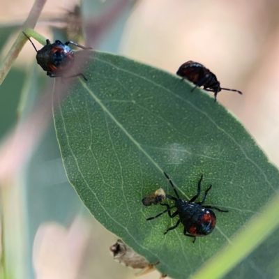 Cermatulus nasalis (Predatory shield bug, Glossy shield bug) at Casey, ACT - 23 Mar 2024 by Hejor1