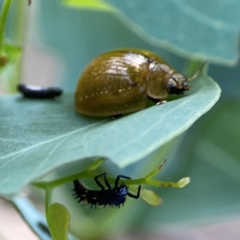 Harmonia conformis at Casey, ACT - 23 Mar 2024