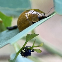 Paropsisterna cloelia (Eucalyptus variegated beetle) at Casey, ACT - 23 Mar 2024 by Hejor1