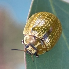 Paropsisterna cloelia at Casey, ACT - 23 Mar 2024 02:52 PM