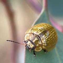 Paropsisterna cloelia at Casey, ACT - 23 Mar 2024 02:52 PM