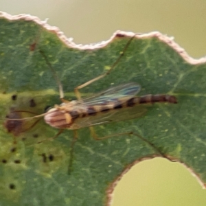 Chironomidae (family) at Casey, ACT - 23 Mar 2024 02:51 PM