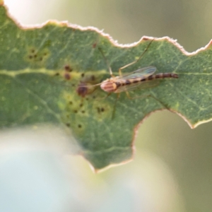 Chironomidae (family) at Casey, ACT - 23 Mar 2024