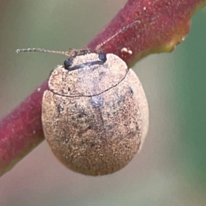 Trachymela sp. (genus) at Casey, ACT - 23 Mar 2024