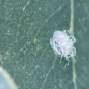 Glycaspis sp. (genus) at Casey, ACT - 23 Mar 2024